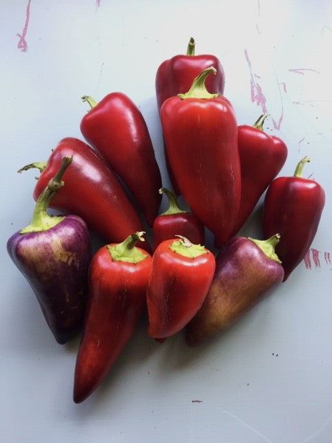 Violet Sparkle Pepper