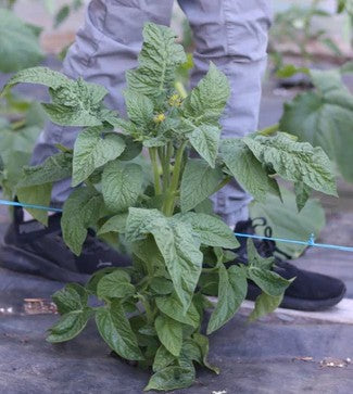 Worry Tomato - Container Tomato!