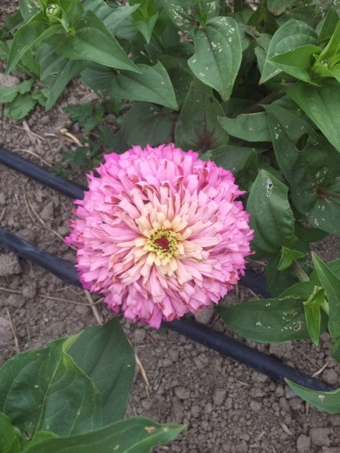 Ballerina Zinnia