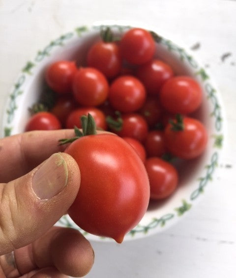 Riesentraube Tomato - Heirloom!