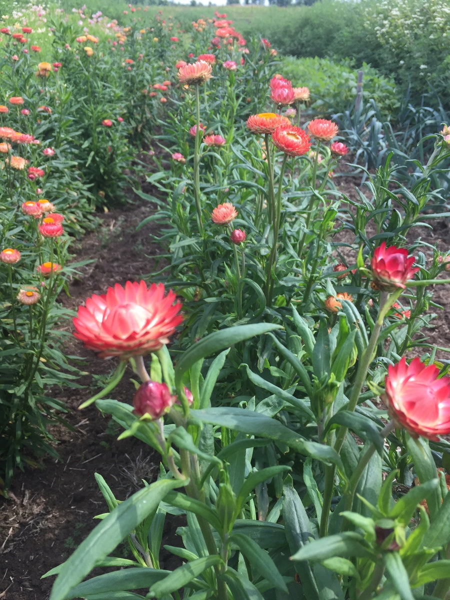 Strawflower - Apricot Salmon