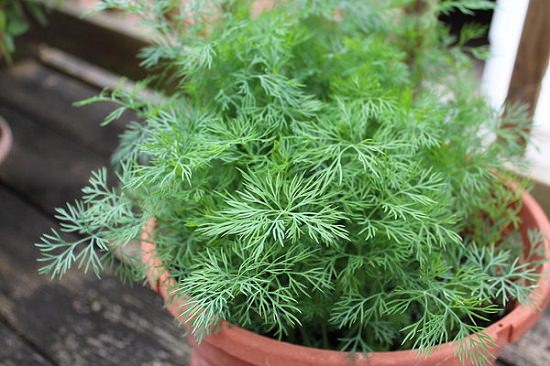 Bouquet Dill