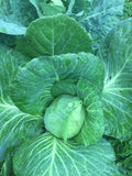 Early Jersey Wakefield Cabbage - Heirloom!