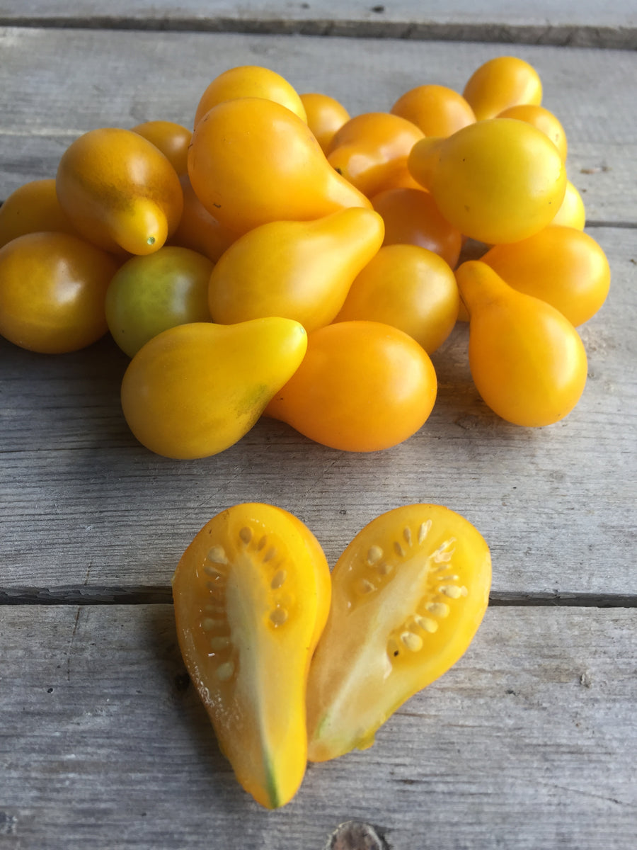 Yellow Pear Tomato – Mary's Heirloom Seeds