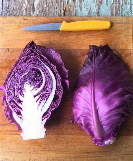 Kalibos Cabbage - Heirloom!