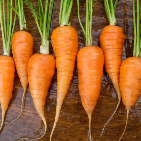 Red Cored Chantenay Carrot - Heirloom!