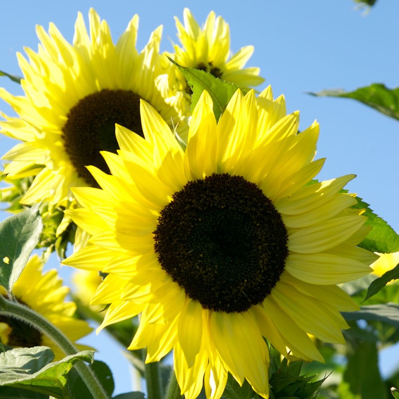 Sunflower, Lemon Queen - Buy Online at Annies Annuals Sunflower, Lemon Queen - Buy Online at Annies Annuals