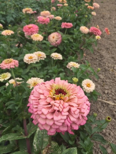 Ballerina Zinnia