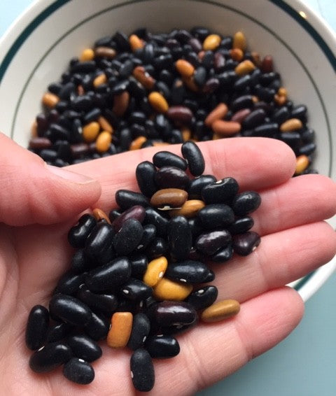 Beef-Bush Black Resilient Dry Bean