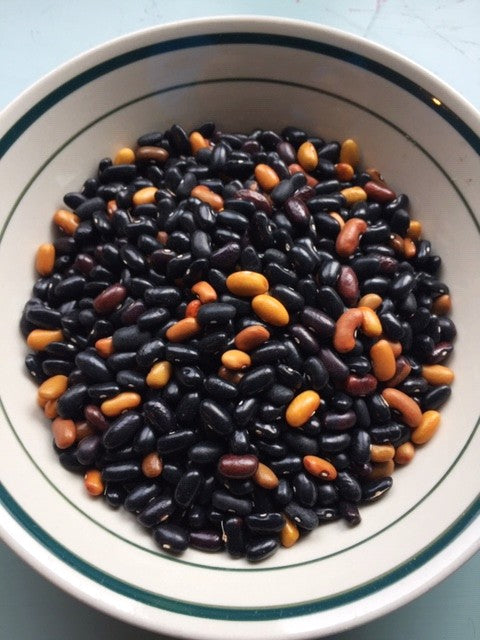 Beef-Bush Black Resilient Dry Bean