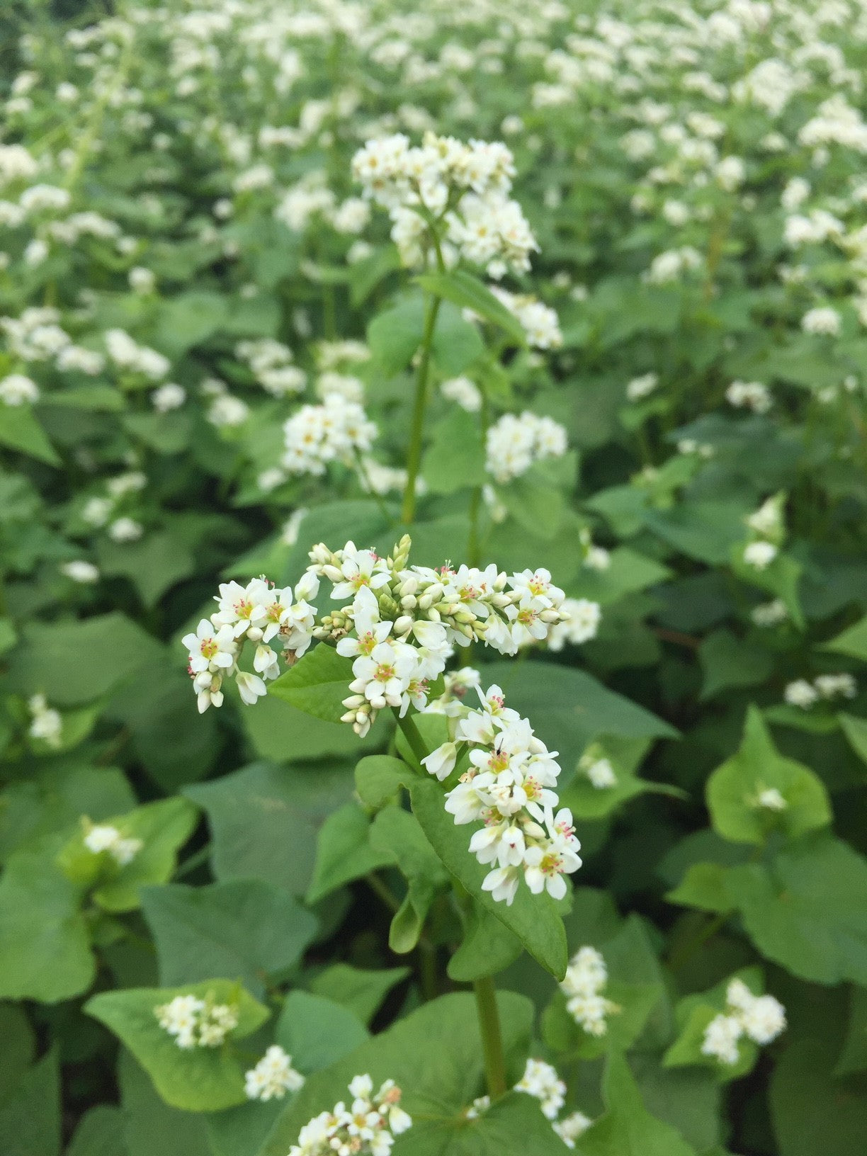 Buckwheat, Common