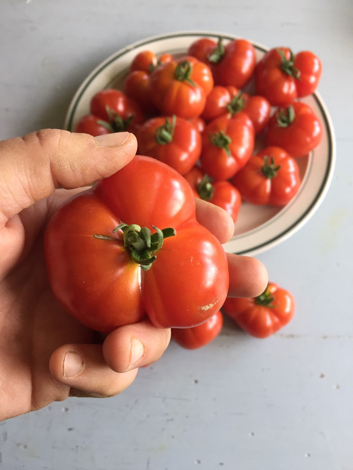 Ceylon Tomtato