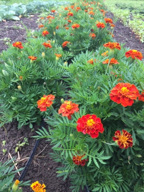 French Brocade Marigold - Compact!