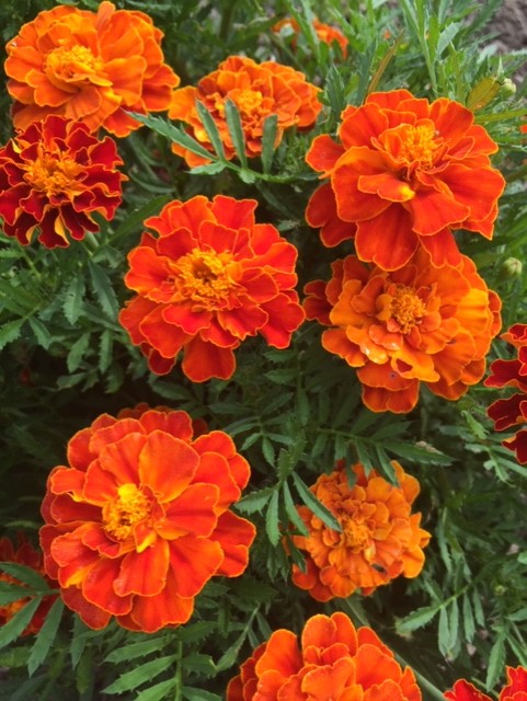 French Brocade Marigold - Compact!