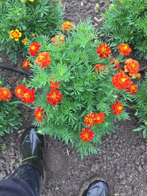 French Brocade Marigold - Compact!