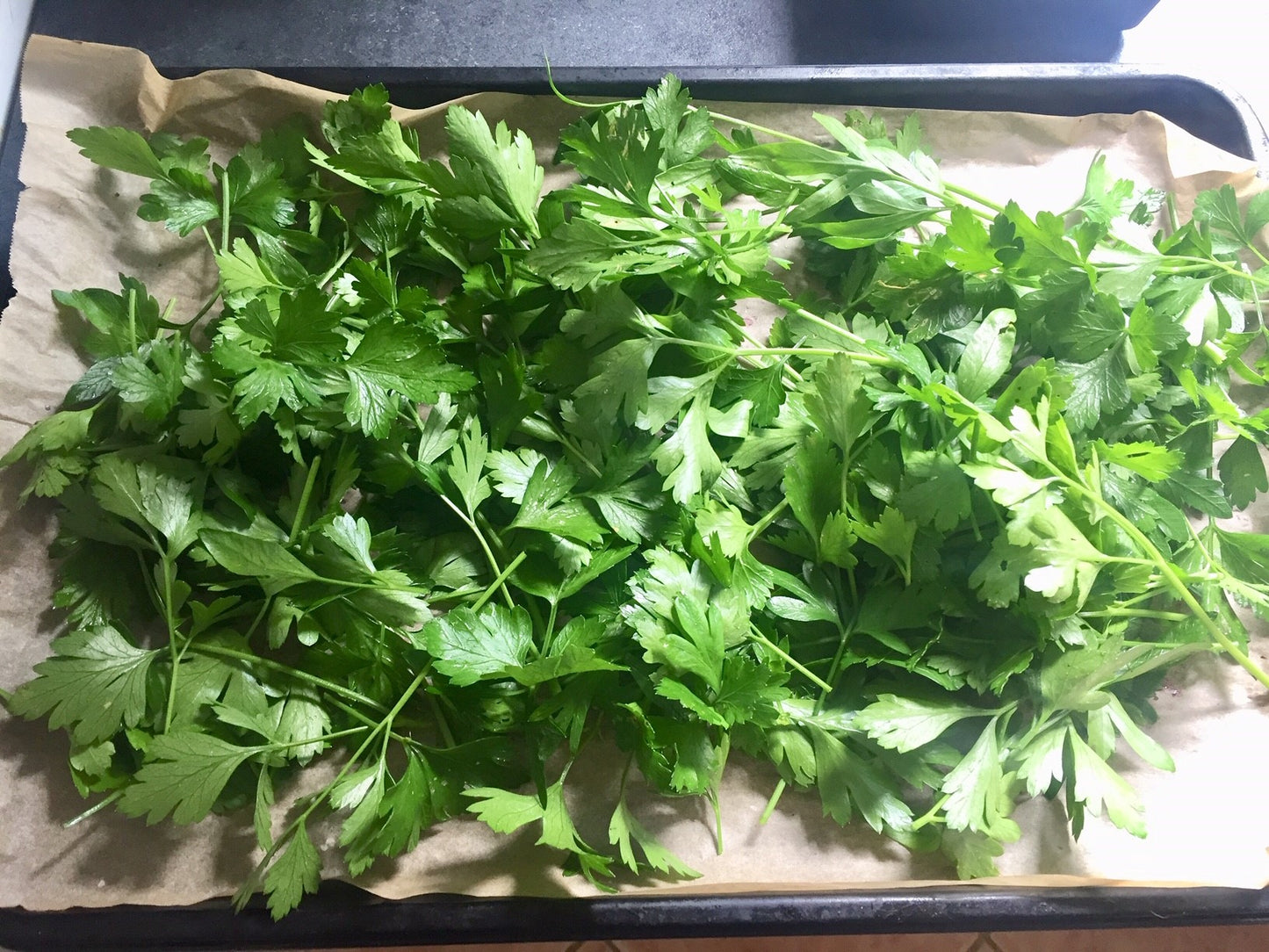 Giant Italian Flat Leaf Parsley