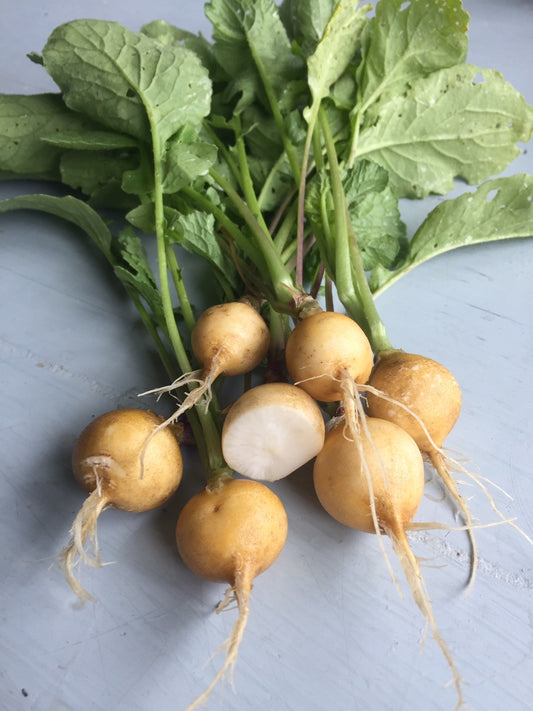 Horus Radish