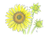 Lemon Queen Sunflower - ART PACKET
