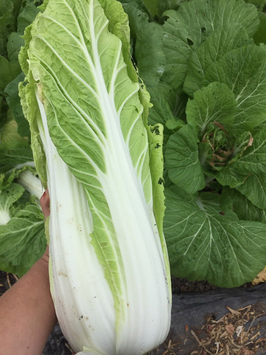 Nozaki Early Napa Cabbage