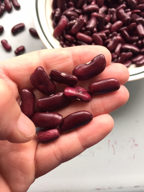 Red Kidney Dry Bean