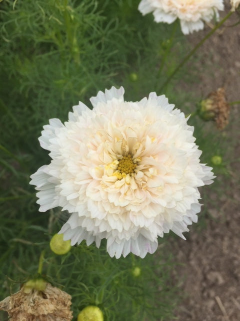 Snow Puff Cosmos