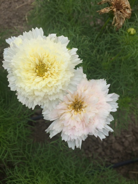 Snow Puff Cosmos