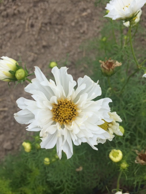 Snow Puff Cosmos