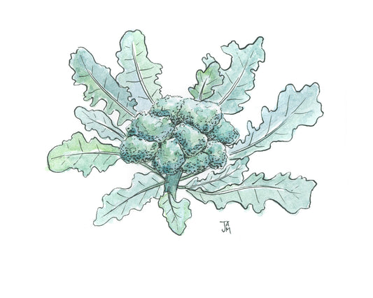 Solstice Broccoli - ART PACKET