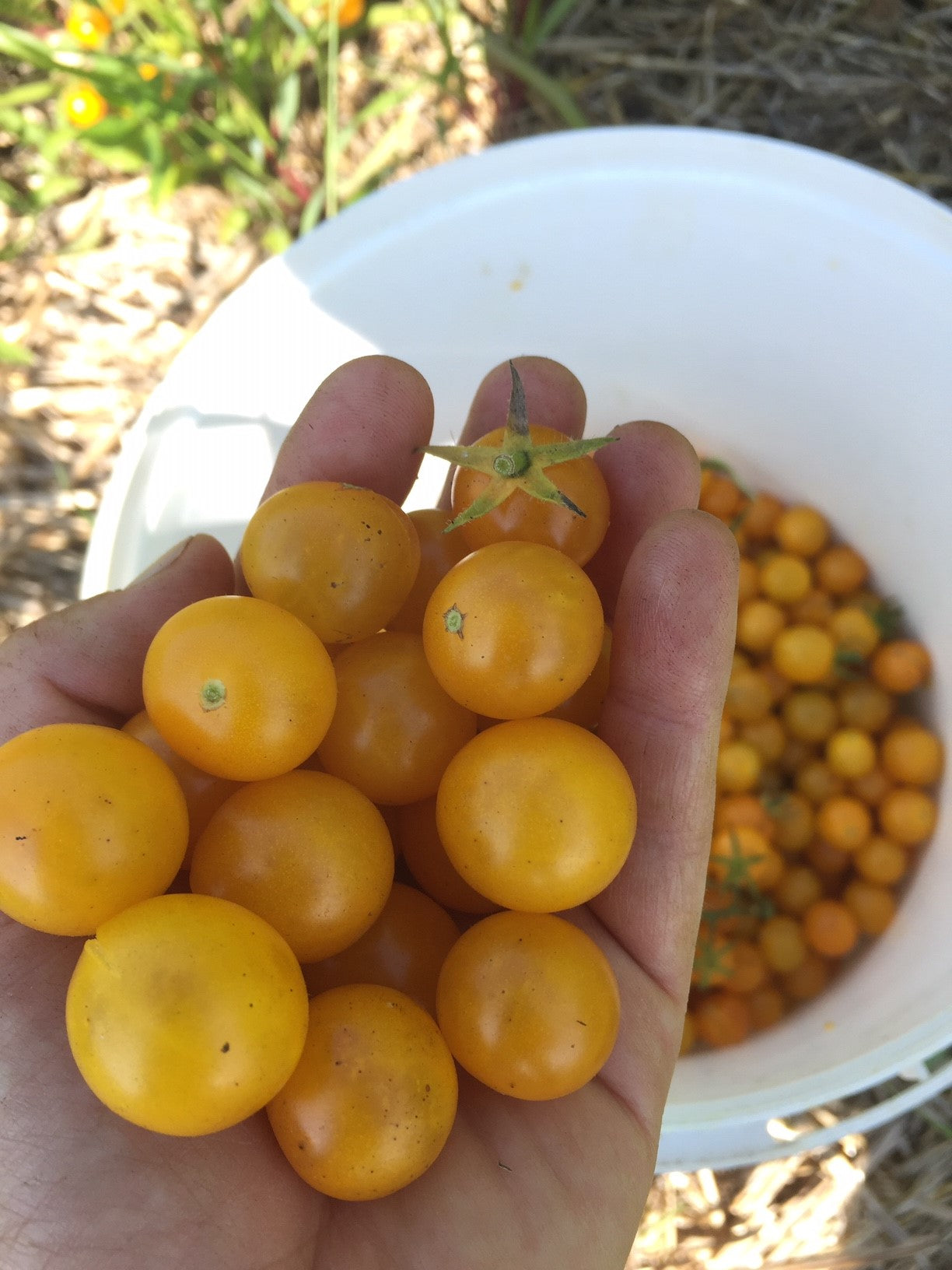 Tim's Taste of Paradise Tomato