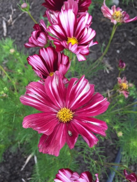 Velouette Cosmos