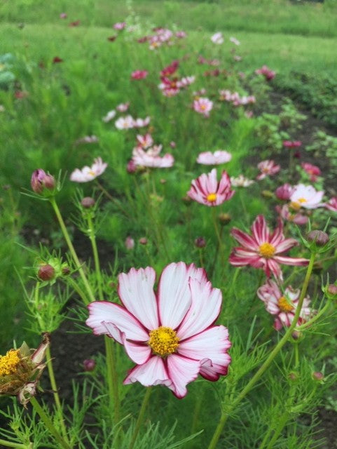 Velouette Cosmos