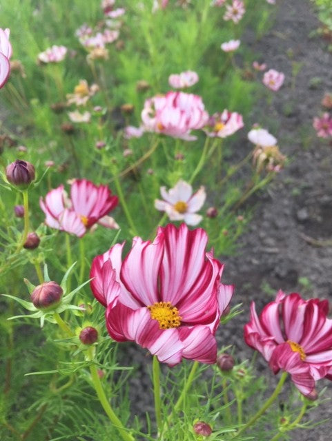 Velouette Cosmos