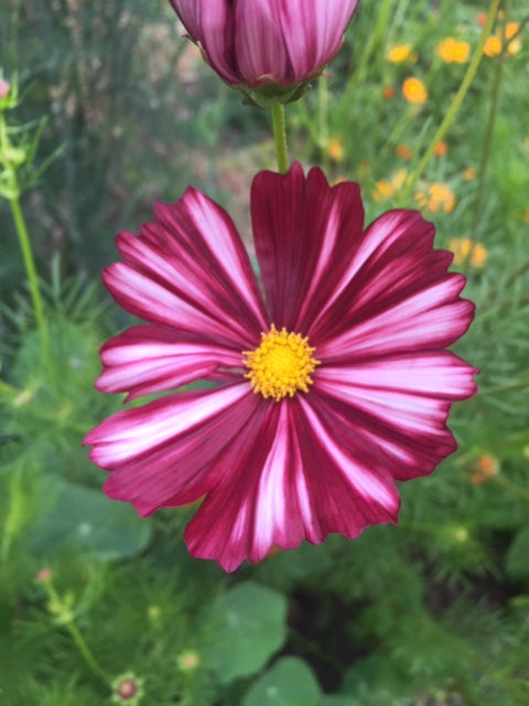 Velouette Cosmos