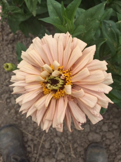 Ballerina Zinnia