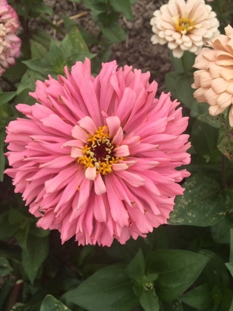 Ballerina Zinnia