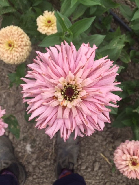 Ballerina Zinnia