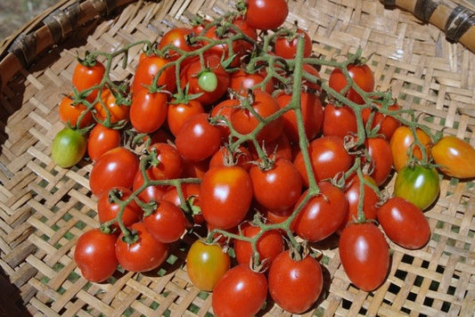 Grappoli d'Iverno Tomato - Heirloom!