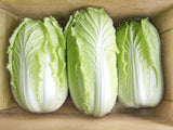 Nozaki Early Napa Cabbage