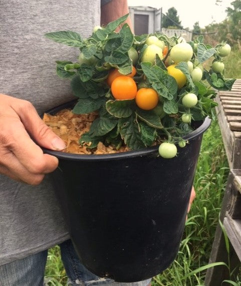 Orange Hat - Tomato