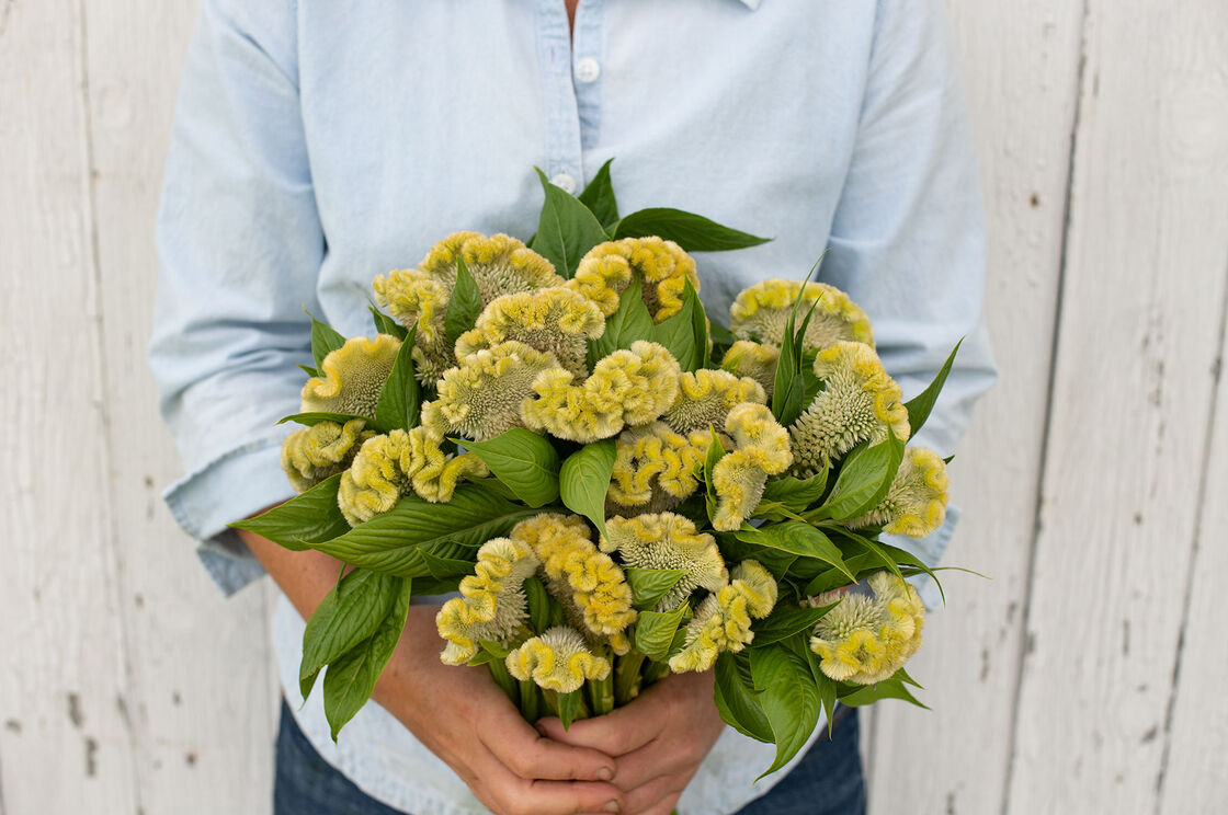 Cramer's Lemon Lime Celosia