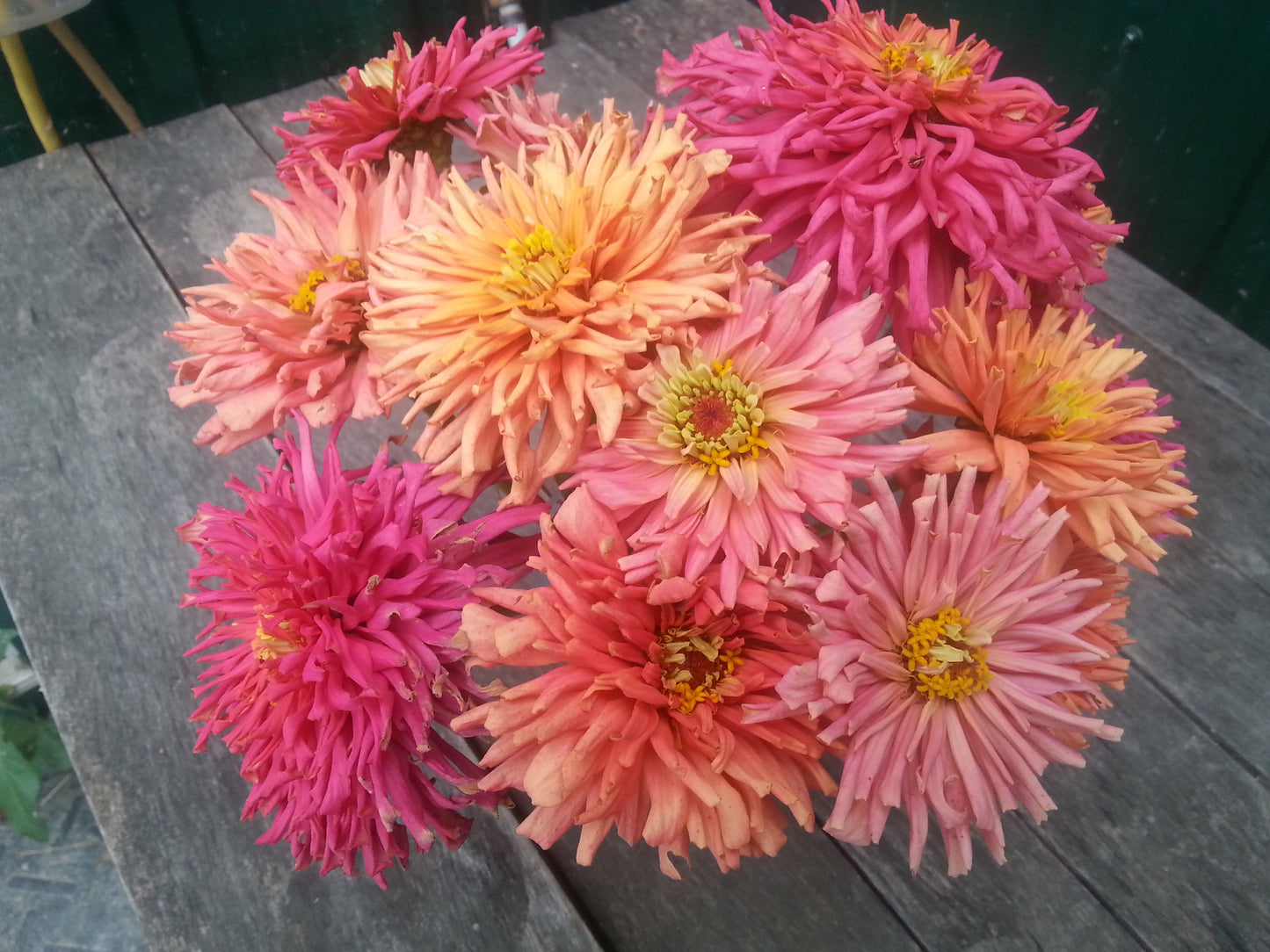 Cactus Mix Flower Zinnia