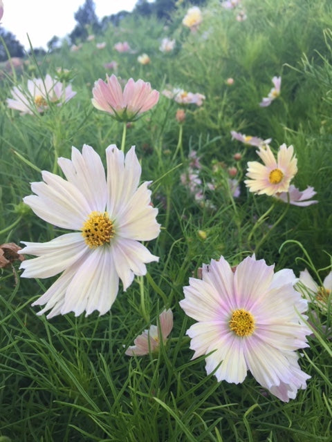 Apricot Lemonade Cosmos