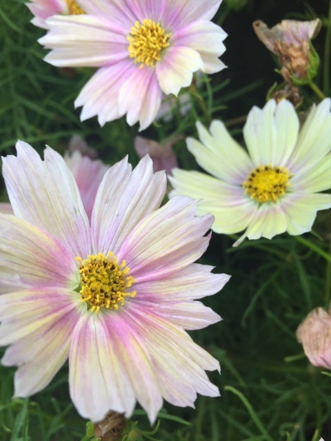 Apricot Lemonade Cosmos