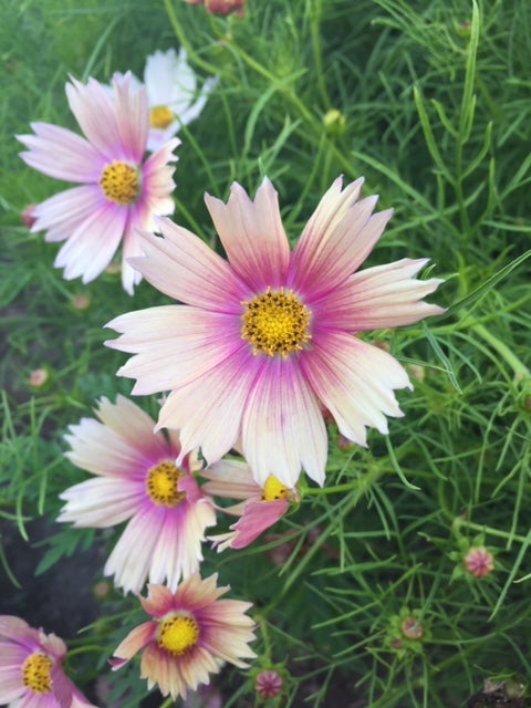 Apricot Lemonade Cosmos