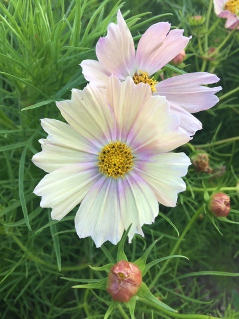 Apricot Lemonade Cosmos