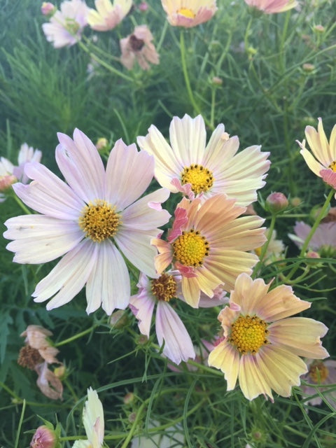 Apricot Lemonade Cosmos