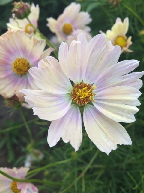 Apricot Lemonade Cosmos