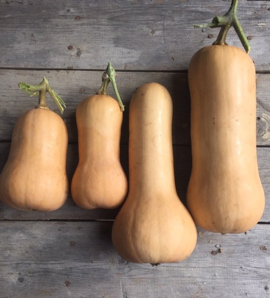 Butternut Early Remix Squash