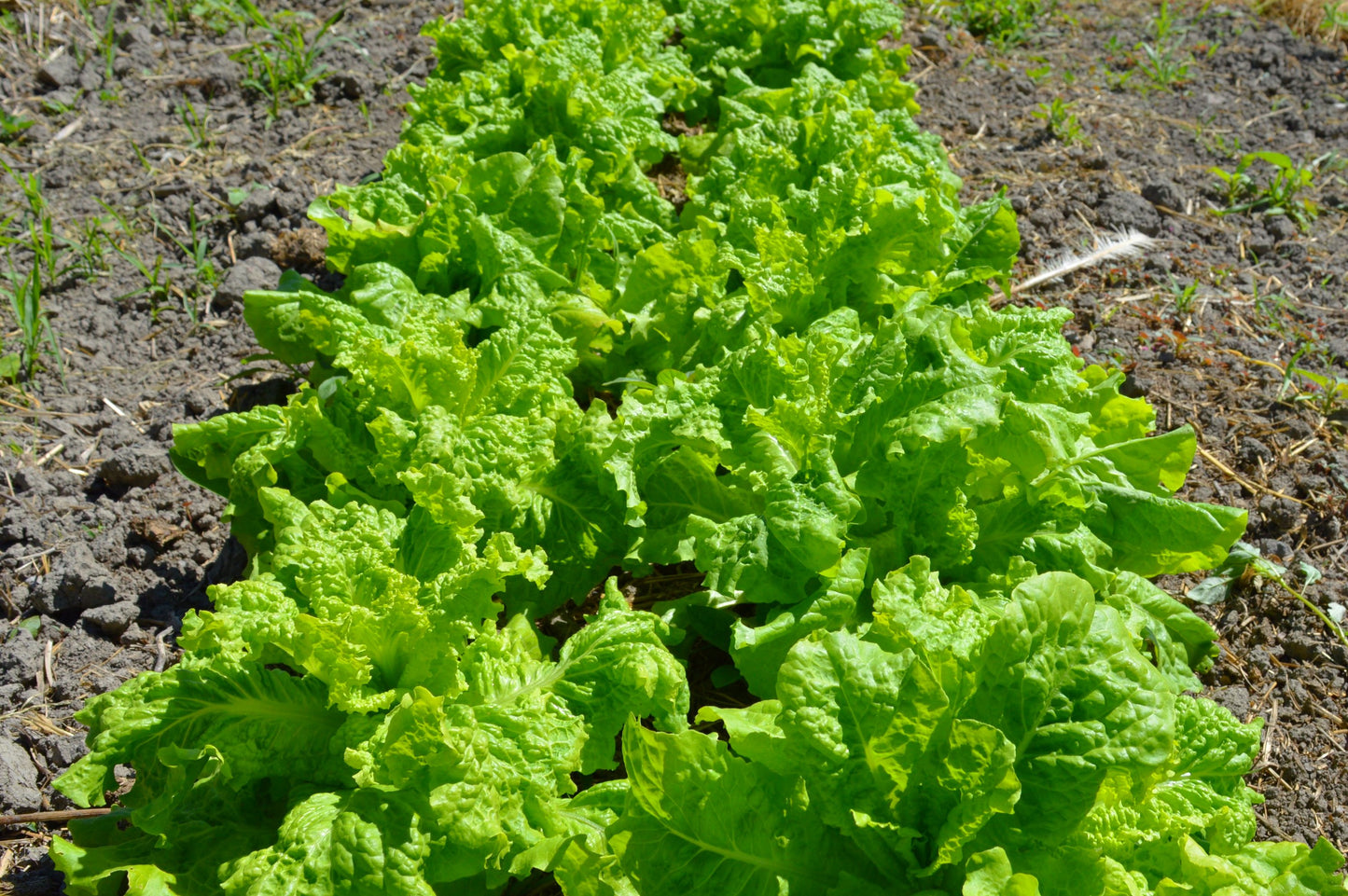 Black-Seeded Simpson Lettuce - Heirloom!