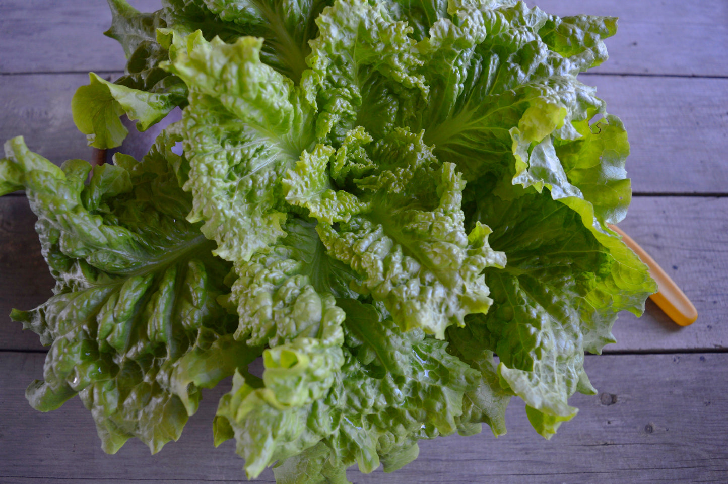 Black-Seeded Simpson Lettuce - Heirloom!